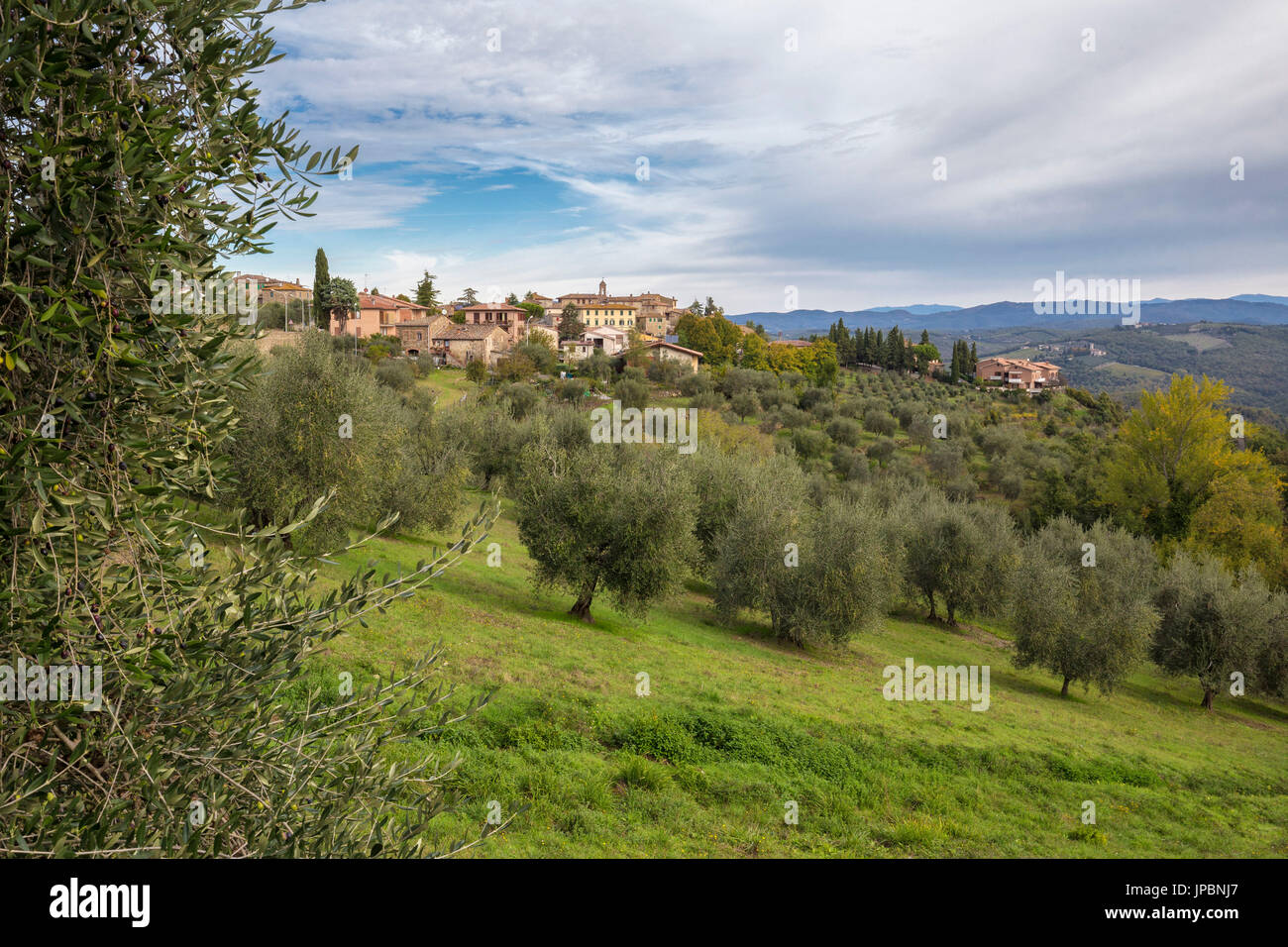 Village de Vagliagli d'olive Grove. Vagliagli, Castelnuovo Berardenga, Toscane, province de Sienne, Toscane, Italie, Europe Banque D'Images