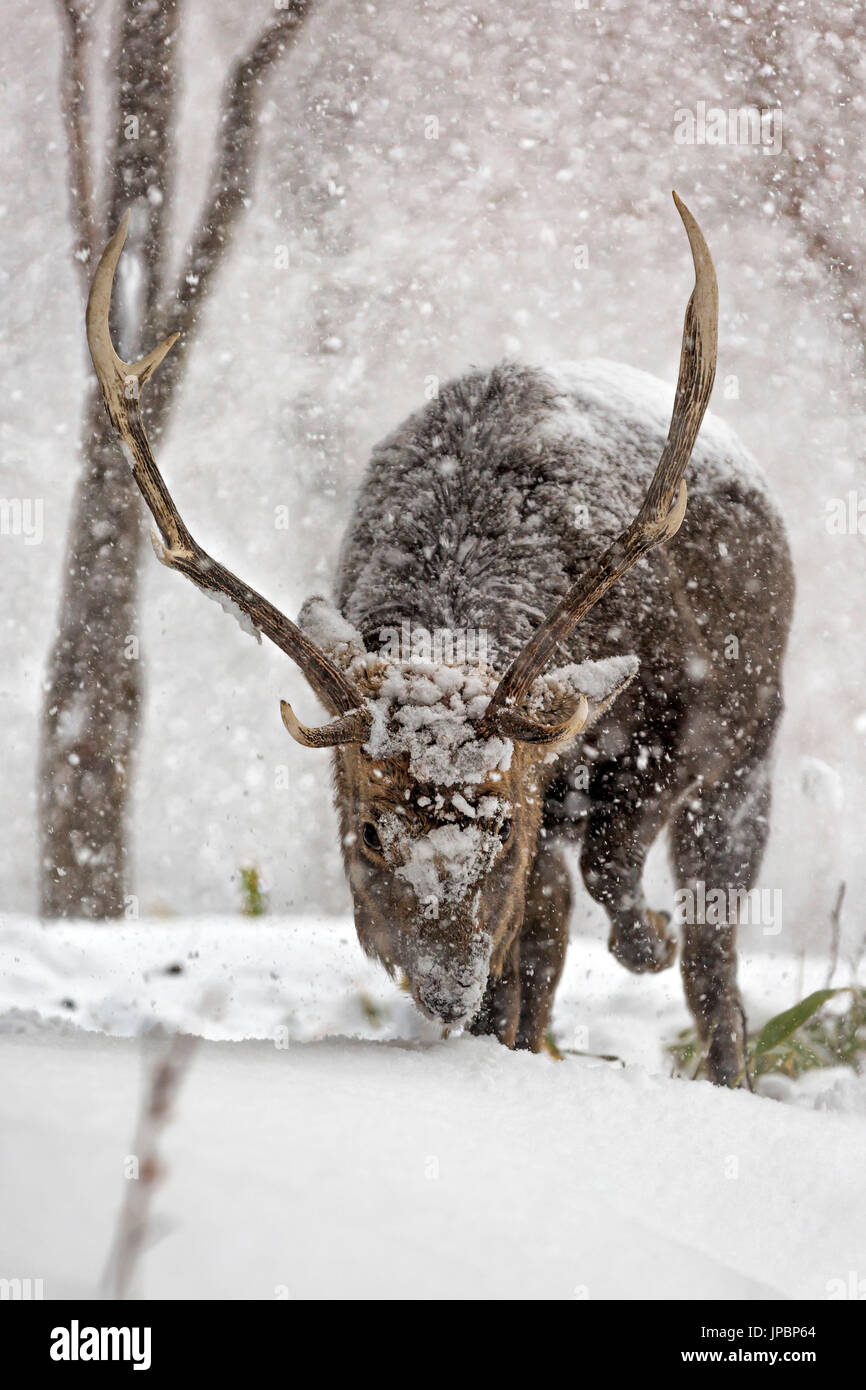 Le cerf sika dans la péninsule de Shiretoko, Hokkaido, Japon Banque D'Images