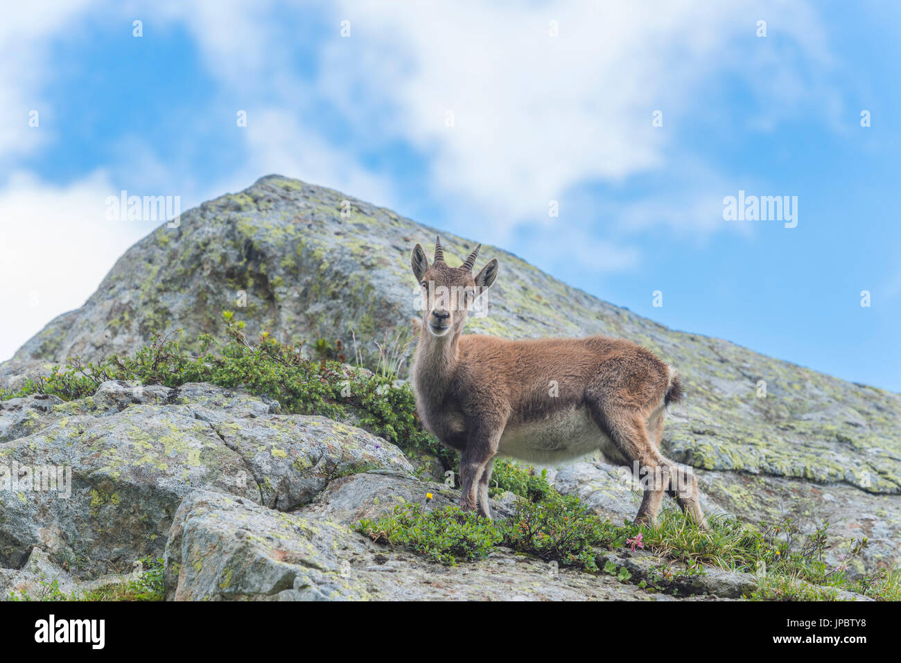 France, Lac de Cheresys, Capra ibex Banque D'Images