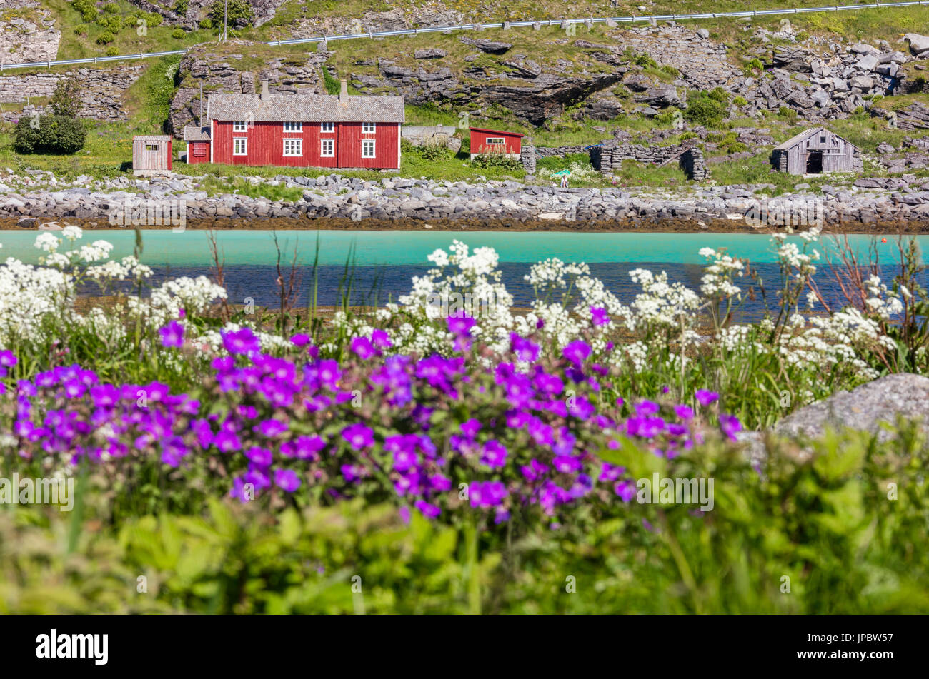 L'été de fleurs bloom images l'île de Vaeroy Rorbu typique du comté de Nordland en Norvège l'archipel des Lofoten Europe Banque D'Images