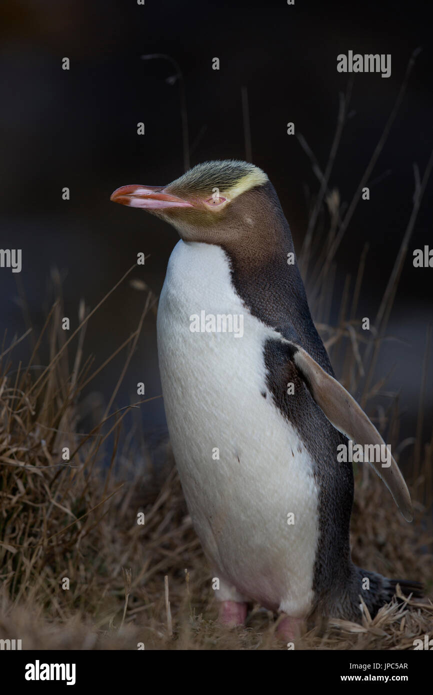 En voie de disparition aux yeux jaunes des pingouins dans l'île du sud de Nouvelle-zélande près de Péninsule d'Otago Dunedin en Asie Pacifique à côté de l'océan Antarctique sous. Banque D'Images