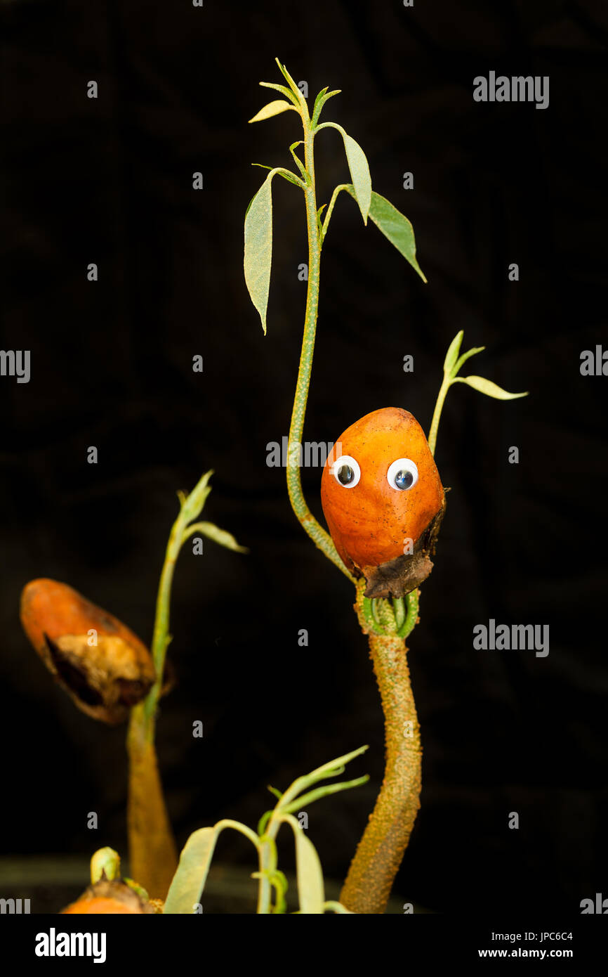 Un Bebe Plante Verte Avec Deux Mains Sous La Forme D Un Petit Humain Fait Son Chemin A Partir Du Sol Pour Se Developper Dans Un Arbre Fruitier De Durian Photo Stock