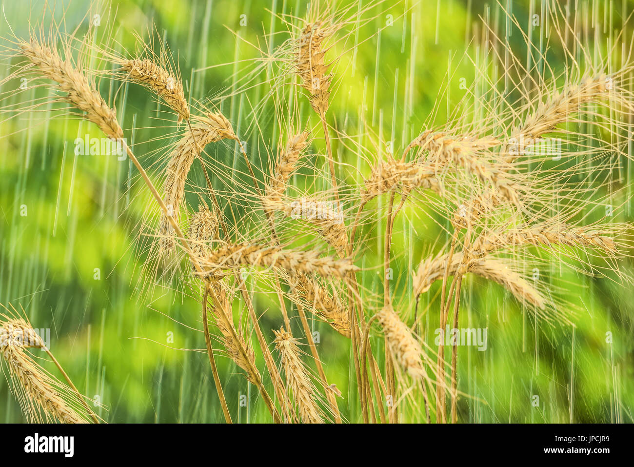 Pluie d'été et d'épillets de blé. Banque D'Images