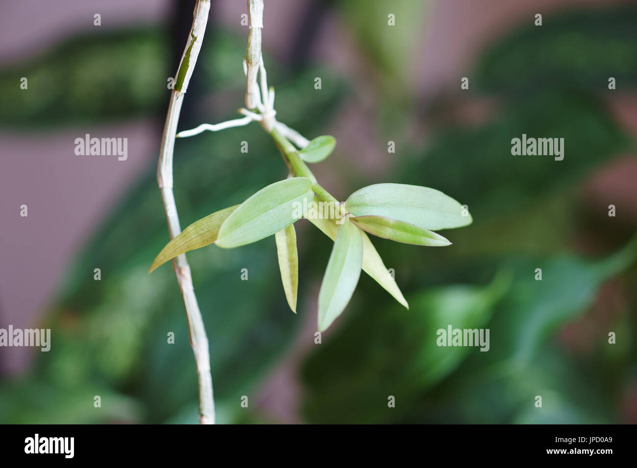 Keiki Orchidée dendrobium perardii Banque D'Images