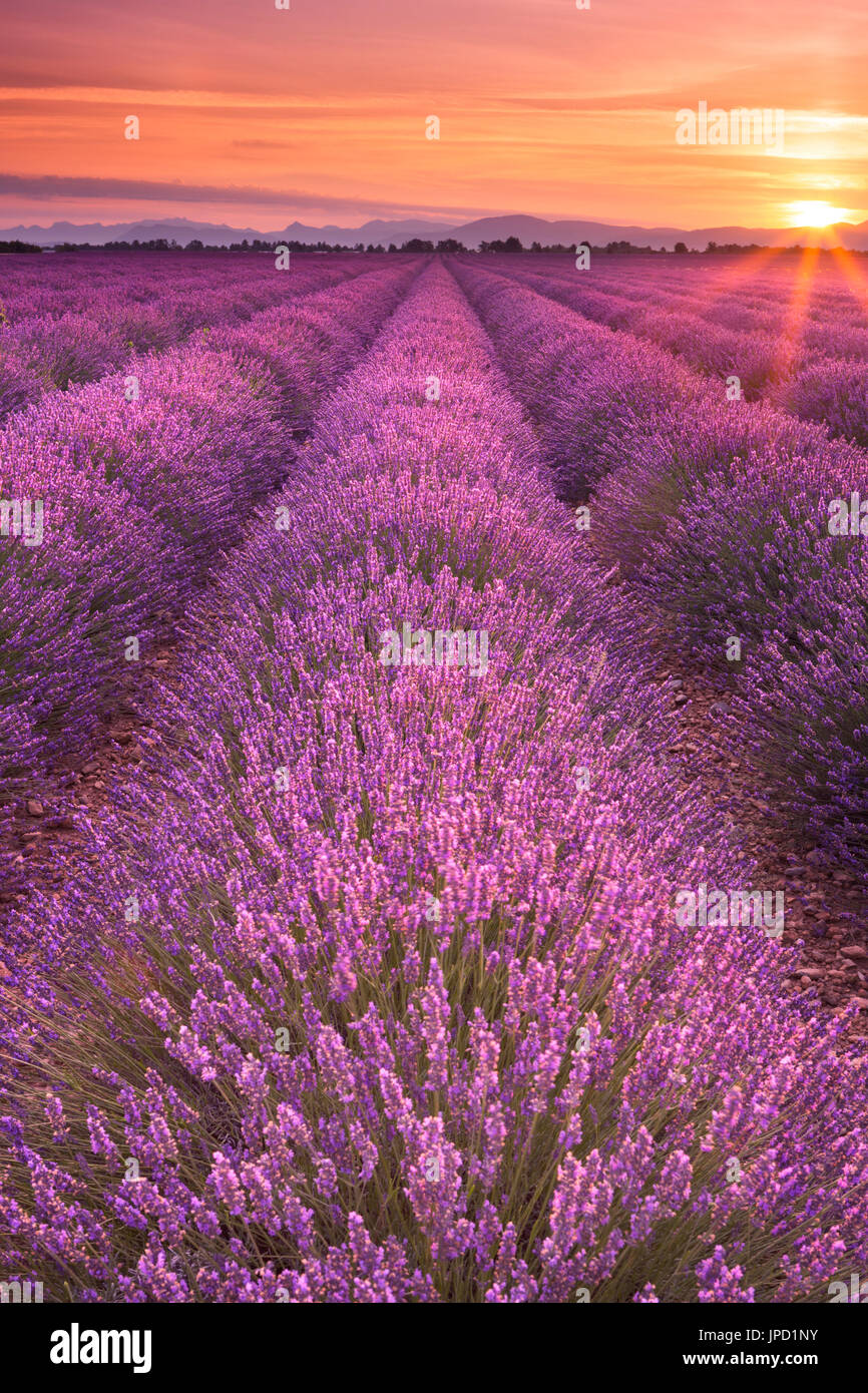 Lever de soleil sur les champs de lavande en fleurs sur le plateau de Valensole en Provence dans le sud de la France. Banque D'Images