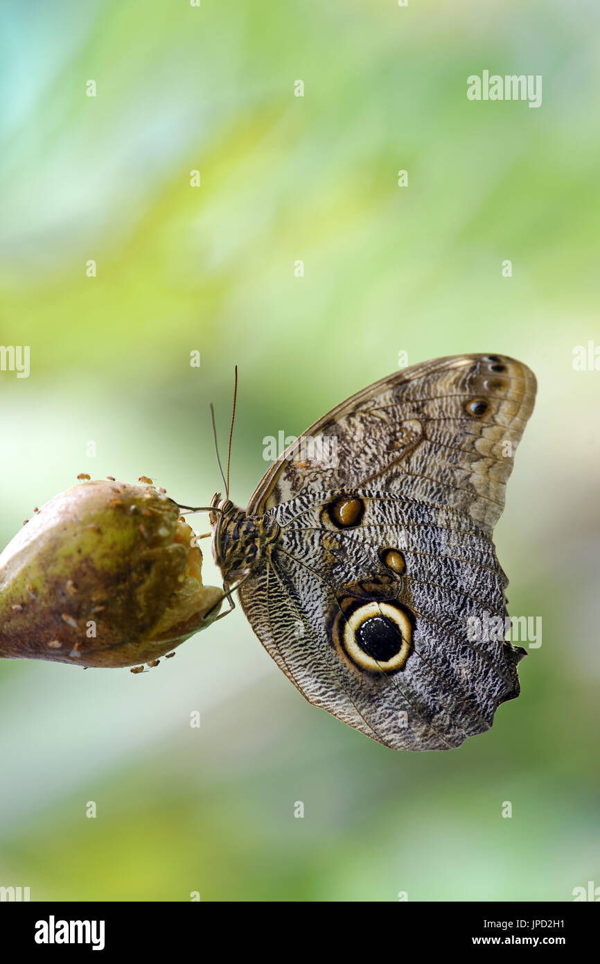 Hibou géant - papillon Caligo eurilochus Banque D'Images