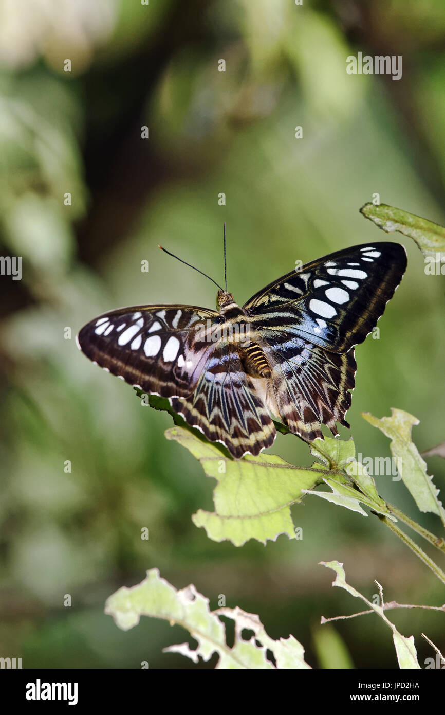 Papillon Clipper - Parthenos sylvia Banque D'Images