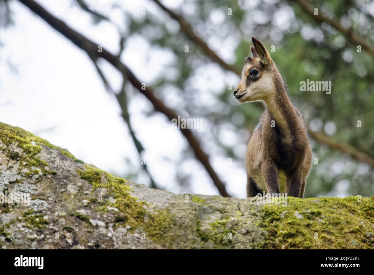 L'enfant - Chamois Rupicapra rupicapra Banque D'Images