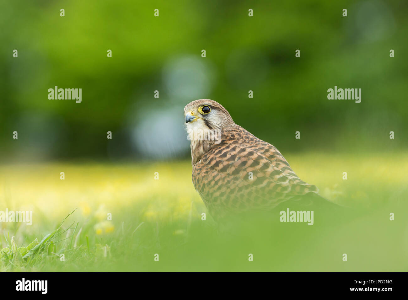 Faucon crécerelle Falco tinnunculus (captive), femelle immature, dans la prairie, Hawk Conservancy Trust, Andover, Hampshire, au Royaume-Uni en avril. Banque D'Images