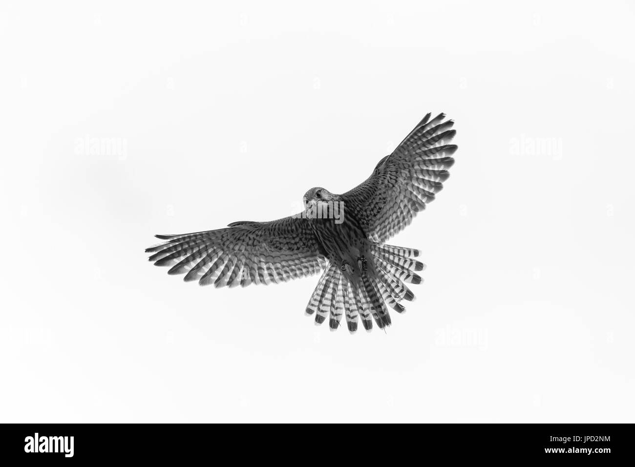 Faucon crécerelle Falco tinnunculus (captive), femelle immature, en vol, Hawk Conservancy Trust, Andover, Hampshire, au Royaume-Uni en avril. Banque D'Images
