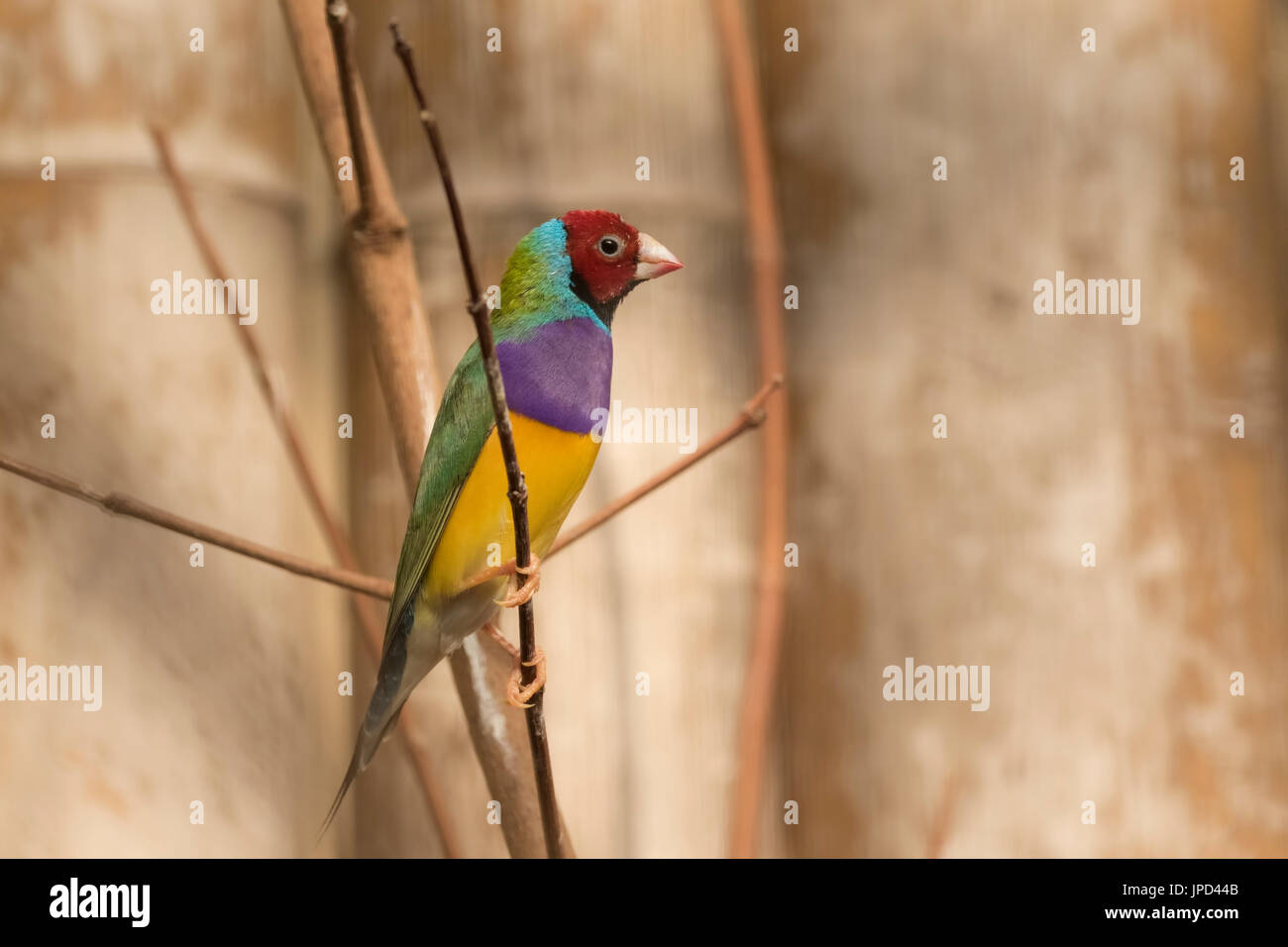 Closeup portrait of a colorful Gouldian finch (Erythrura gouldiae) oiseau perché sur une branche Banque D'Images