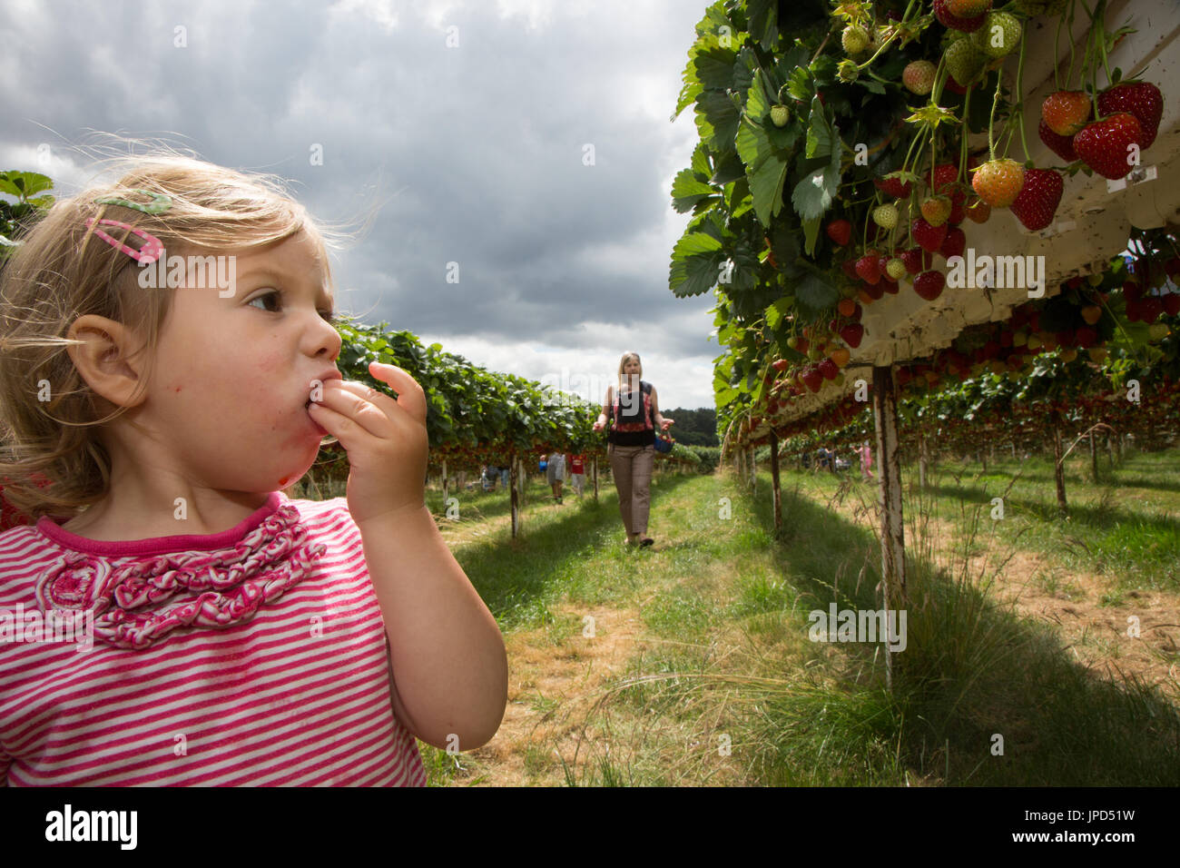 Un Bebe Fille De 18 Mois Mange Les Fraises A Un L Autocueillette De La Ferme En Angleterre Sa Mere Et Soeur De Bebe Sont A L Arriere Plan Photo Stock Alamy