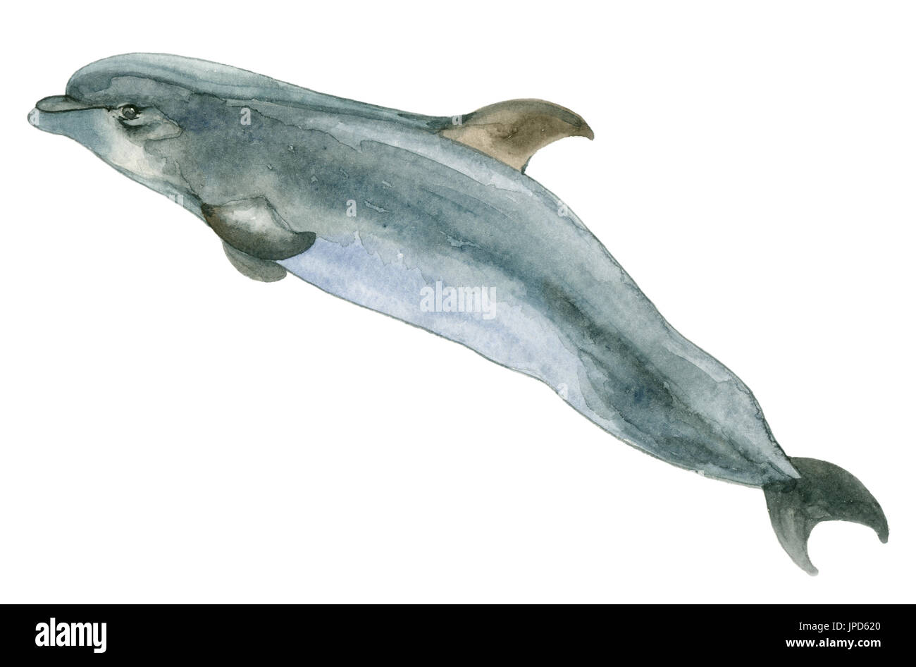 Aquarelle Blue dolphin Banque D'Images