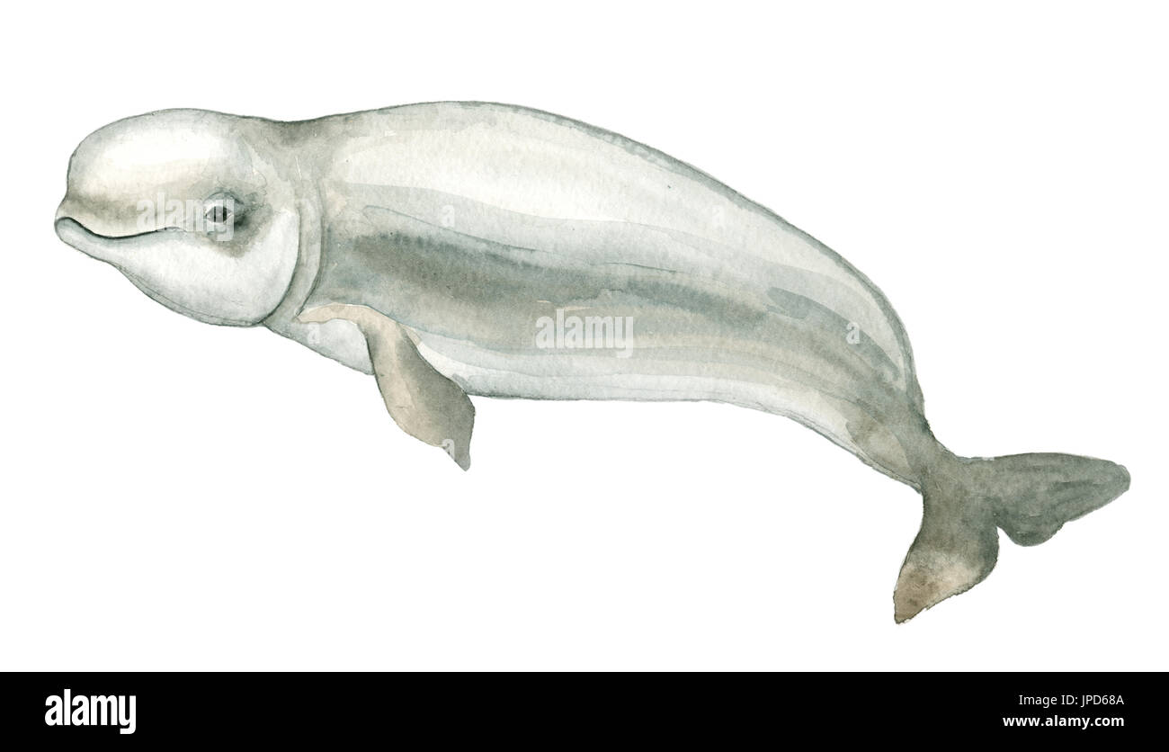 White dolphin aquarelle Banque D'Images