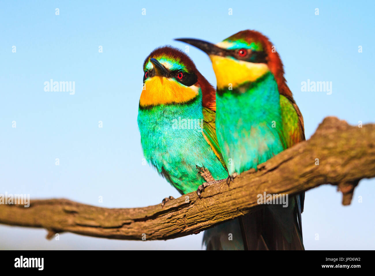 Paire de très beaux amants , la faune , oiseau exotique Banque D'Images