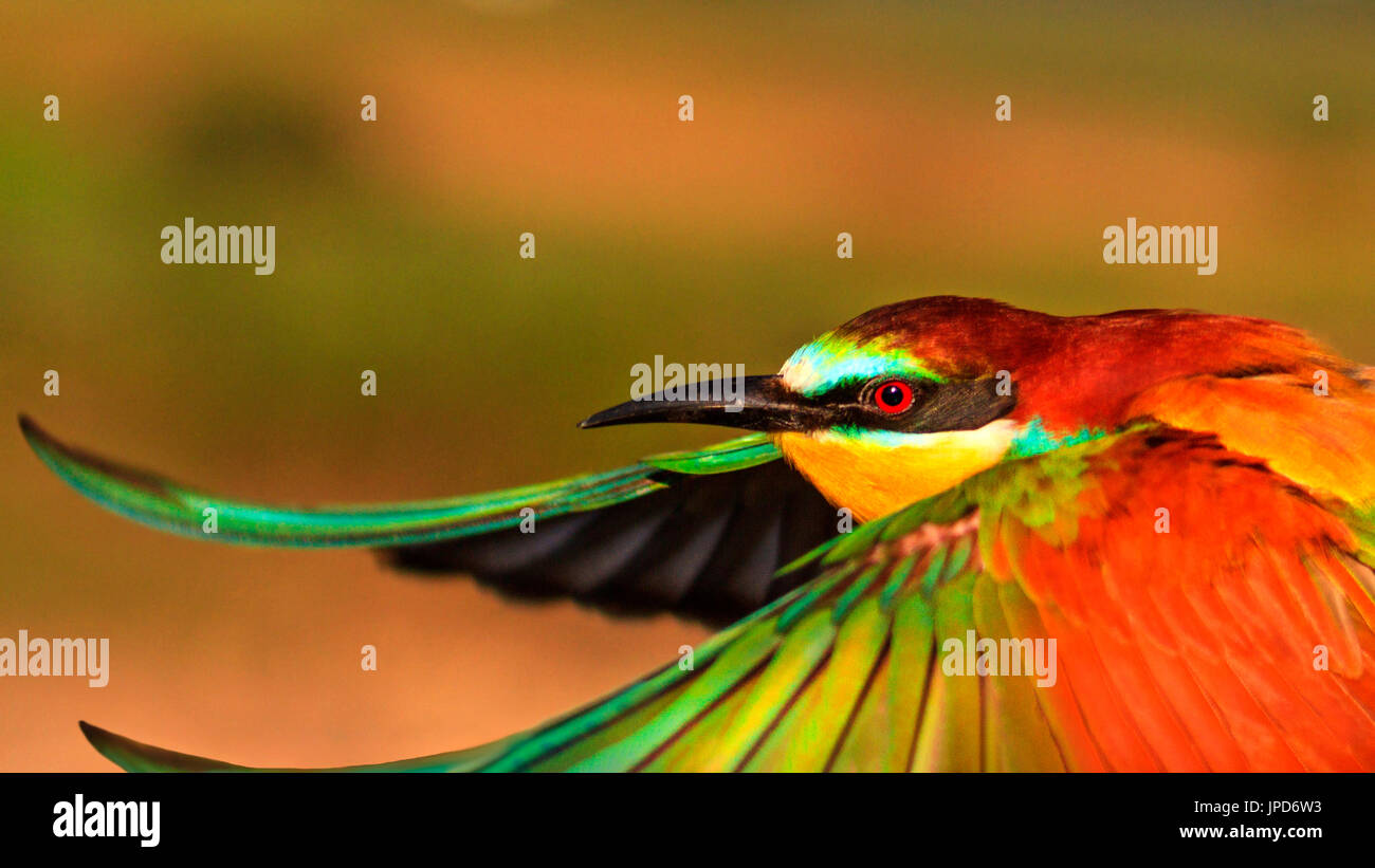 Incroyable oiseau en vol , la faune , oiseau exotique Banque D'Images