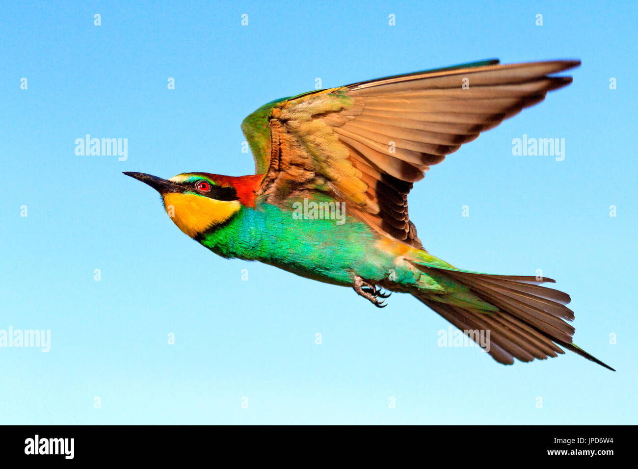 Oiseau légendaire vole au soleil , la faune Banque D'Images