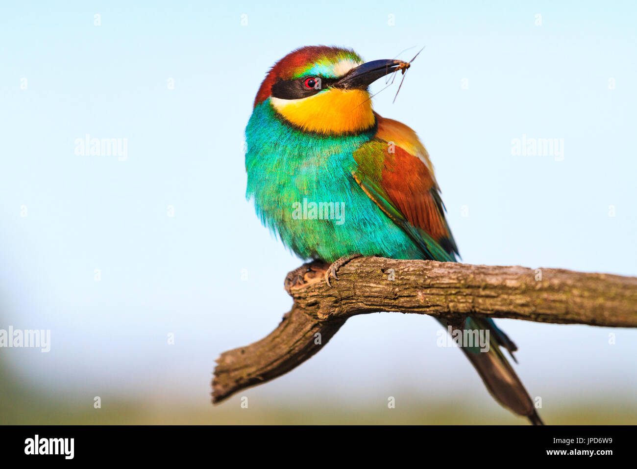 Qui détruit les parasites des oiseaux , la faune , oiseau exotique Banque D'Images