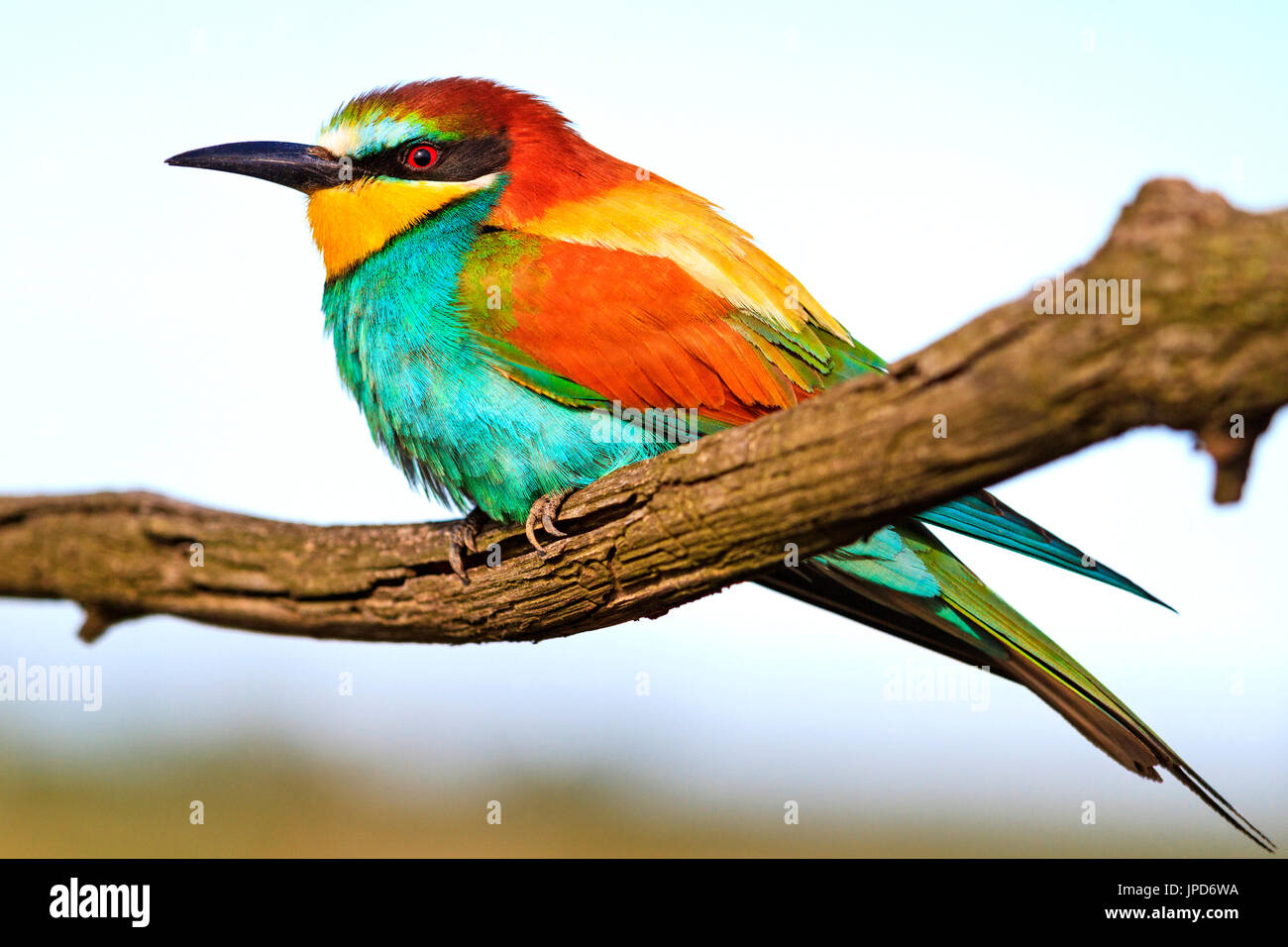 Palette de couleur sur la fête de l'oiseau , la faune Banque D'Images