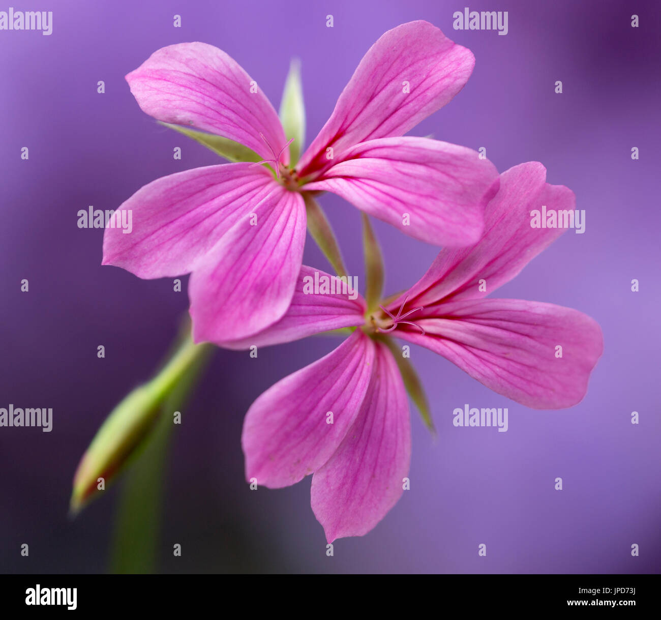 Géranium - pelargonium flower Banque D'Images
