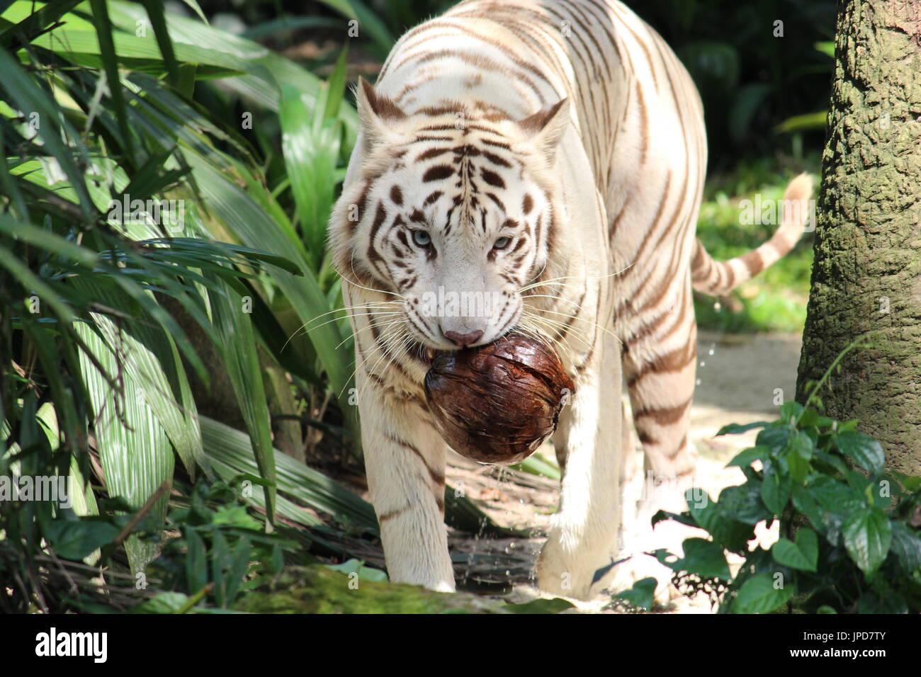 ty tigre blanc