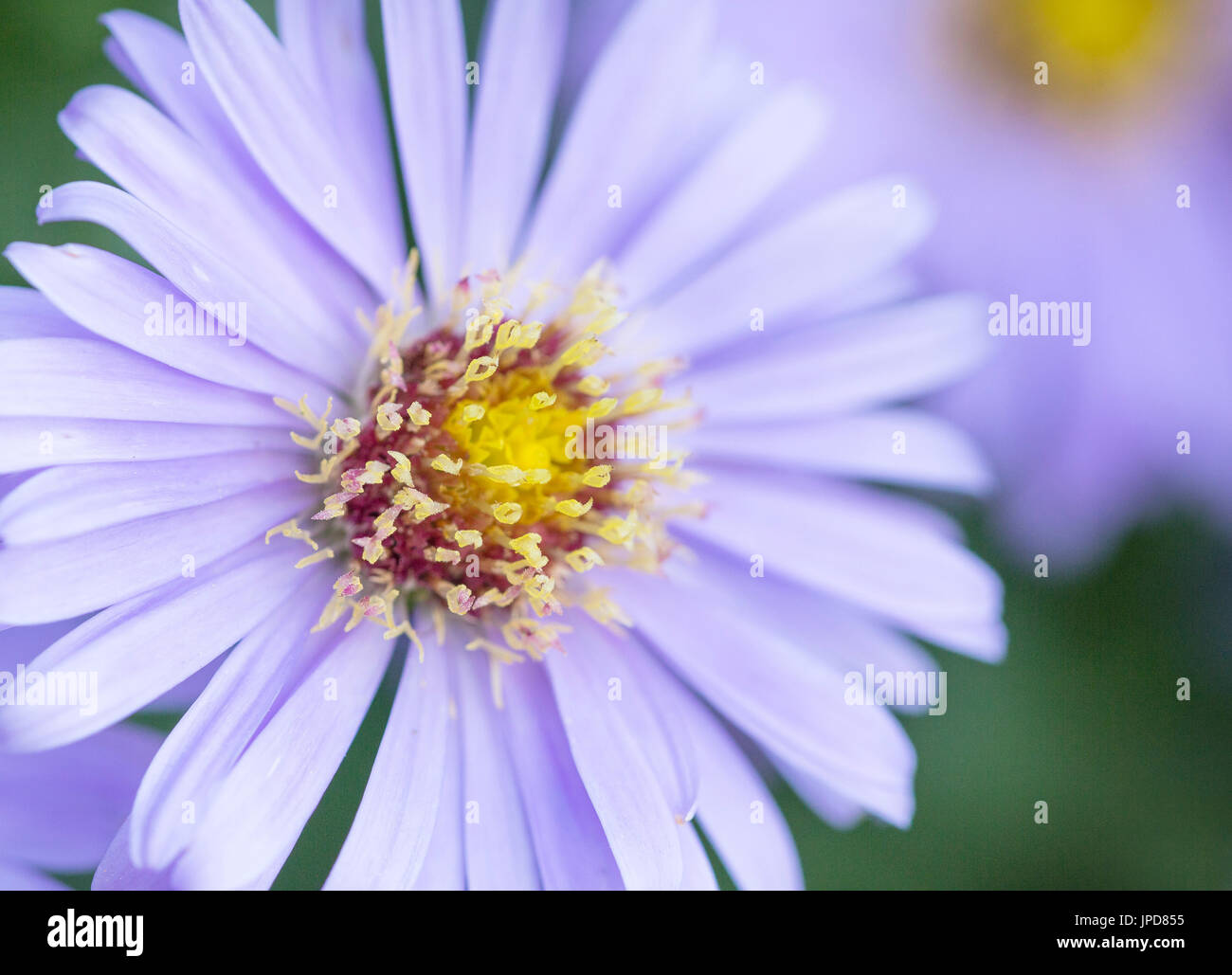 Michaelmas daisies Flower Banque D'Images