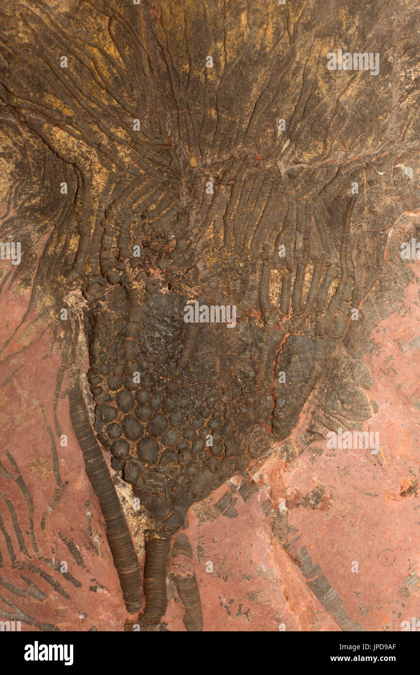 Fossile de crinoïde Banque D'Images