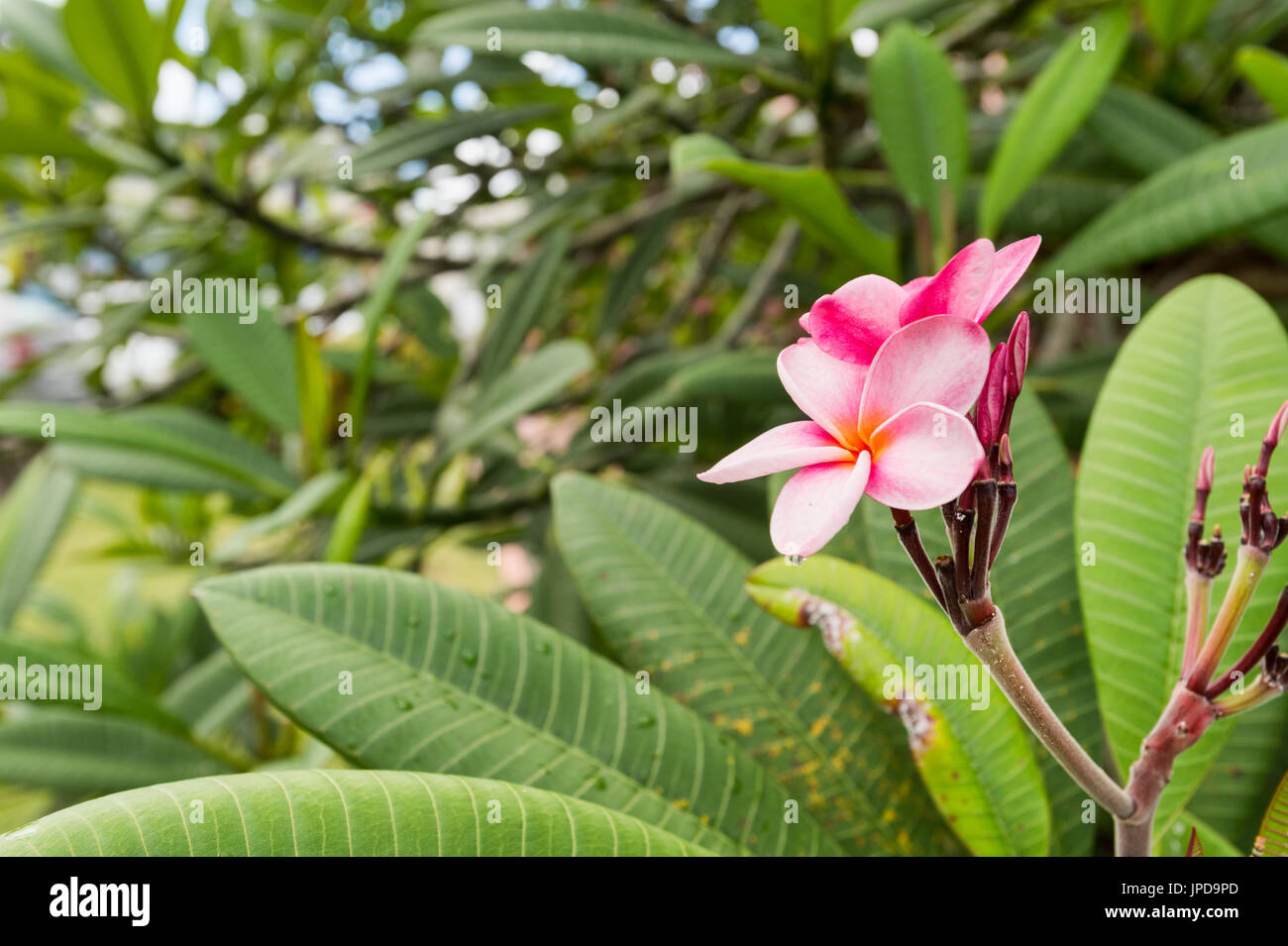 Frangipani Plumeria fleurs roses en Martinique Banque D'Images