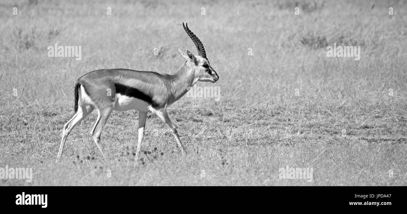 Gazelle de Thomson Banque D'Images