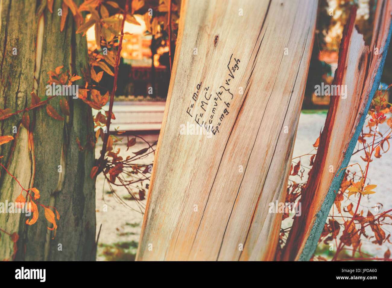 L'équivalence masse-énergie formule physique written on tree trunk, en bois faites à la main, doodle, automne saison d'automne, le retour à l'école, l'éducation, concept college Banque D'Images