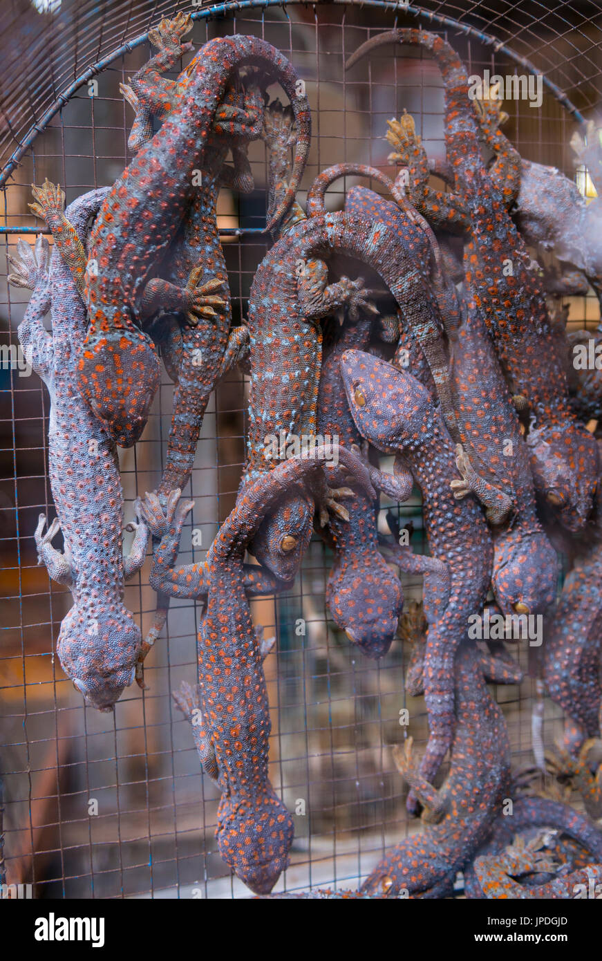 De nombreux geckos (Gekkonidae) d'une grande densité dans une étroite cage, marché aux oiseaux, Pasar Ngasem, Yogyakarta, Java, Indonésie Banque D'Images