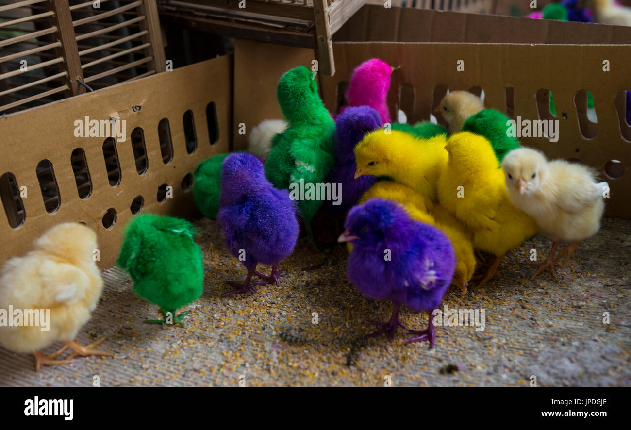 Les poussins de couleur colorée dans des cage, point de vente, marché Pasar Ngasem, oiseaux, Yogyakarta, Java, Indonésie Banque D'Images