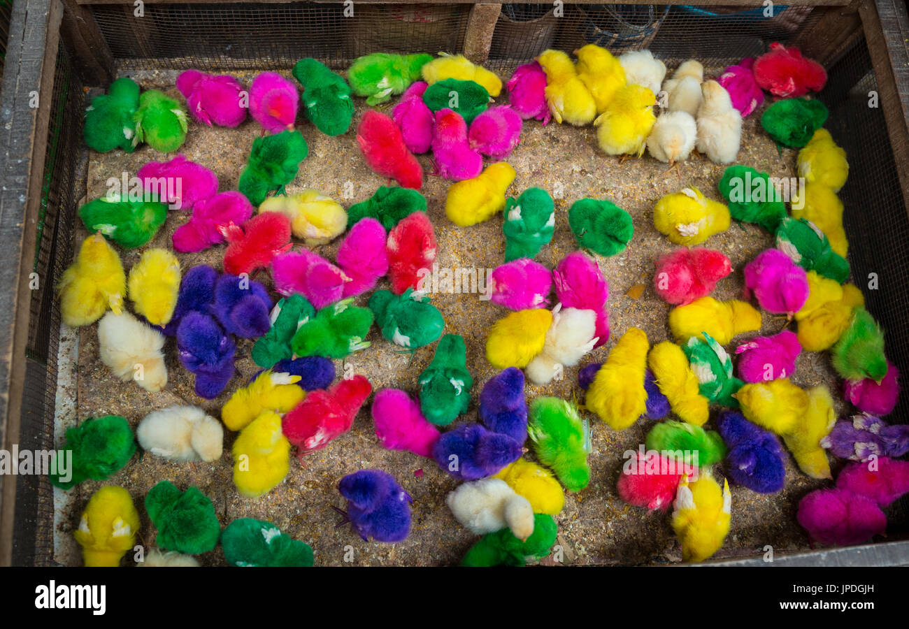 Les poussins de couleur colorée dans des cage, point de vente, marché Pasar Ngasem, oiseaux, Yogyakarta, Java, Indonésie Banque D'Images