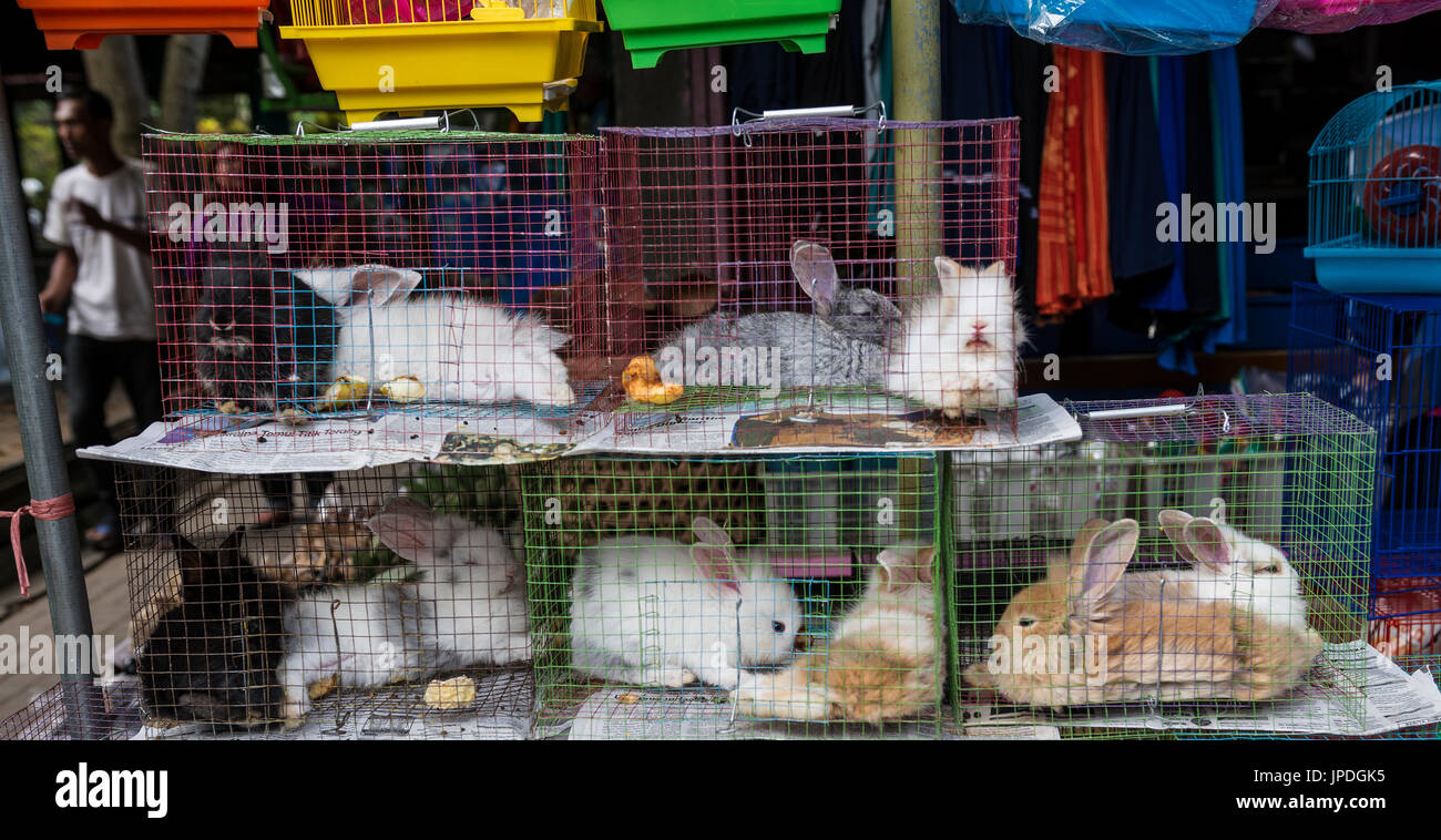 Les lapins dans des cages, point de vente, marché aux oiseaux Ngasem Pasar, Yogyakarta, Java, Indonésie Banque D'Images