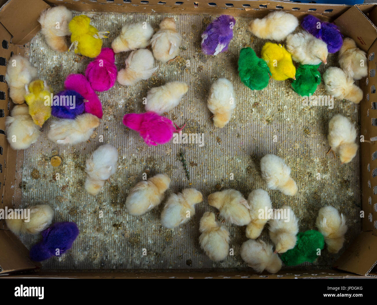 Les poussins de couleur colorée dans des cage, point de vente, marché Pasar Ngasem, oiseaux, Yogyakarta, Java, Indonésie Banque D'Images