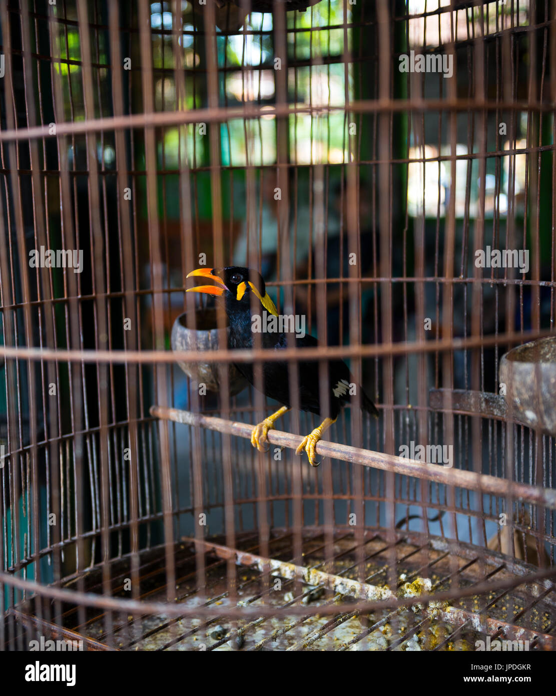 Oiseau en cage, colline communs myna (Gracula religiosa) Marché des Oiseaux, Pasar Ngasem, Yogyakarta, Java, Indonésie Banque D'Images