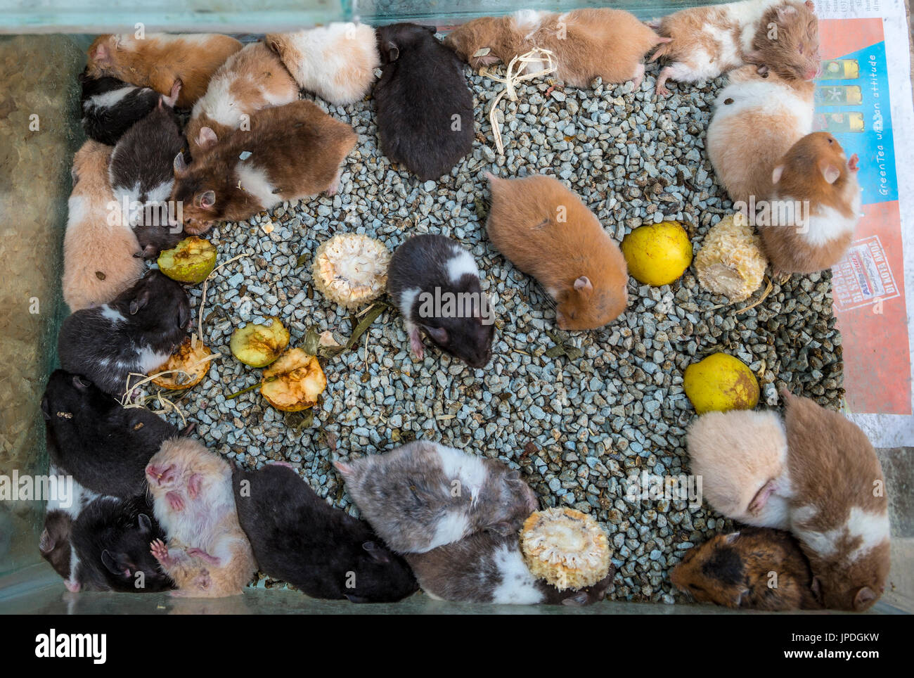 Beaucoup de hamster dans la cage étroite, point de vente, marché aux oiseaux, Pasar Ngasem, Yogyakarta, Java, Indonésie Banque D'Images