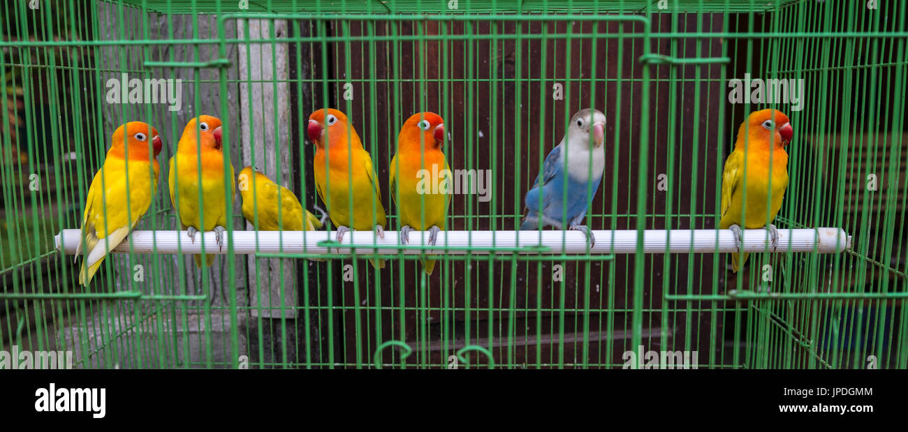 Les perruches multicolores assis côte à côte sur un poteau en cage, marché Pasar Ngasem, oiseaux, Yogyakarta, Java, Indonésie Banque D'Images