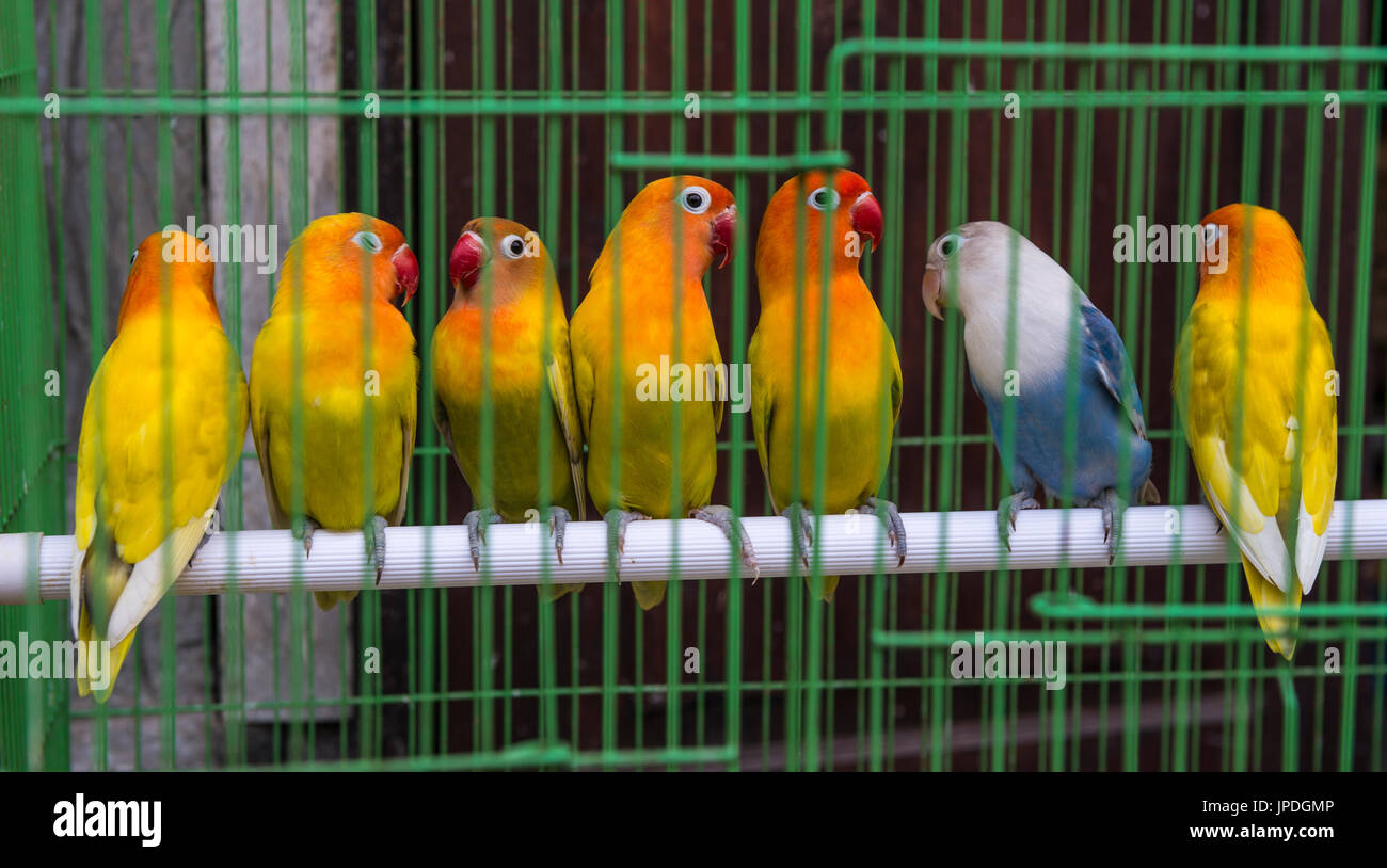 Les perruches multicolores assis côte à côte sur un poteau en cage, marché Pasar Ngasem, oiseaux, Yogyakarta, Java, Indonésie Banque D'Images