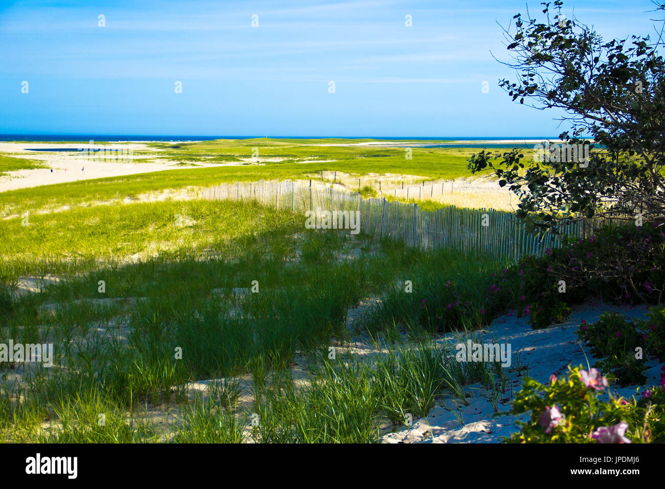 Une barrière de lattes en bois est situé sur une plage d'herbe près de Chatham, MA. Banque D'Images