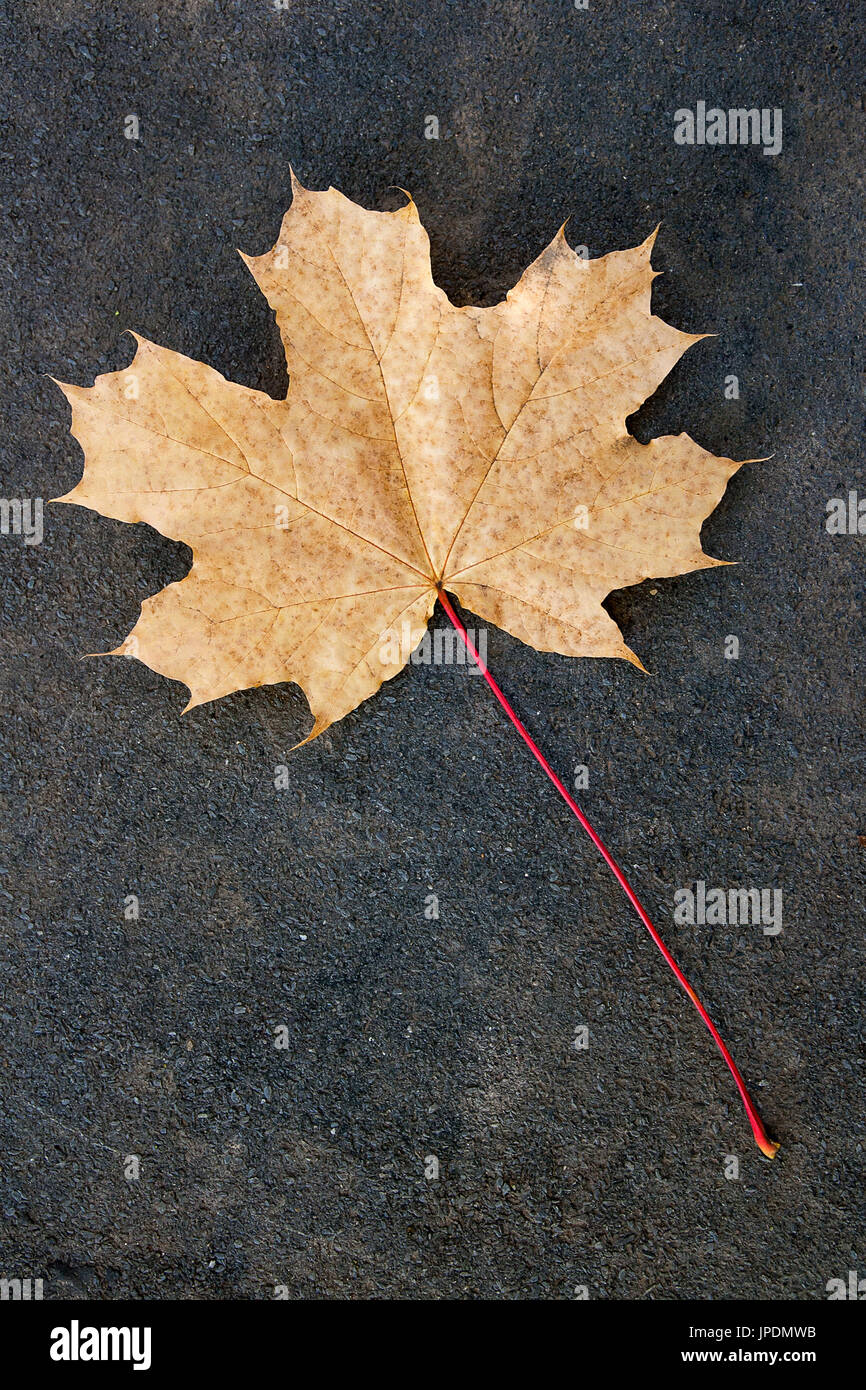 Rouge, vert ou jaune feuille d'érable comme symbole de l'automne comme un concept à thème saisonnier isolé sur sol en ciment foncé. Banque D'Images