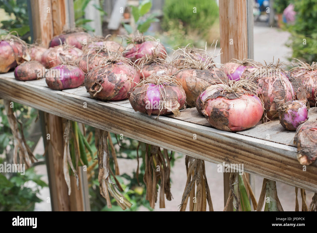 L'Allium cepa. Oignons récoltés dans une serre. UK Banque D'Images