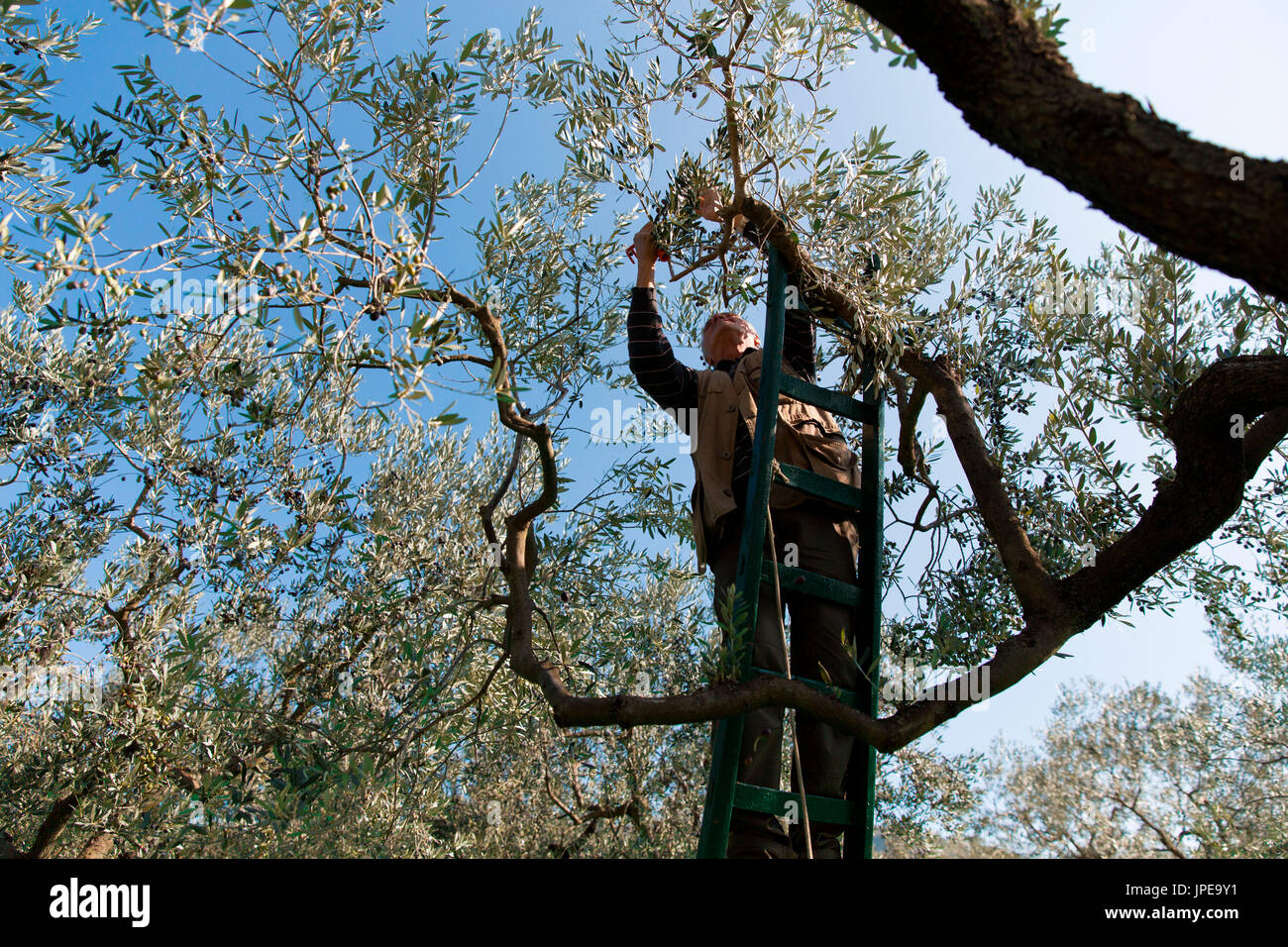 L'Europe,Italie,Ombrie Pérouse district,Trevi. La récolte des olives Banque D'Images