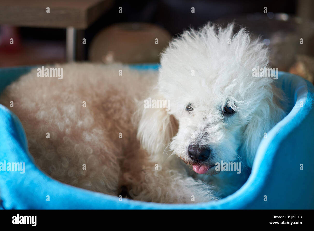 Funny chien caniche blanc moelleux avec la langue pose en lit bleu Banque D'Images