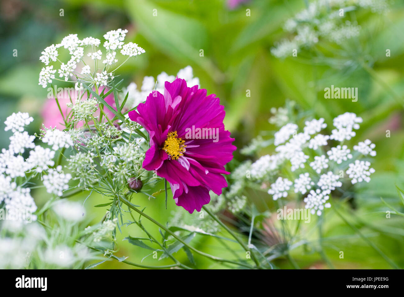 Cosmos bipinnatus et Ammi majus 'Graceland' fleurs. Banque D'Images