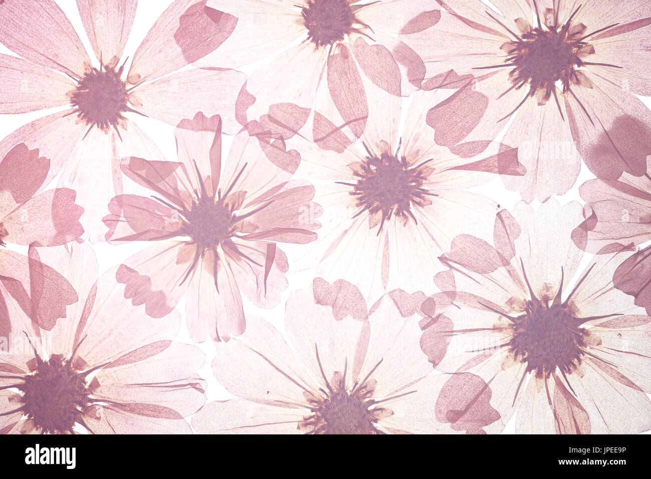 Galsang séché pétale de fleur background Banque D'Images