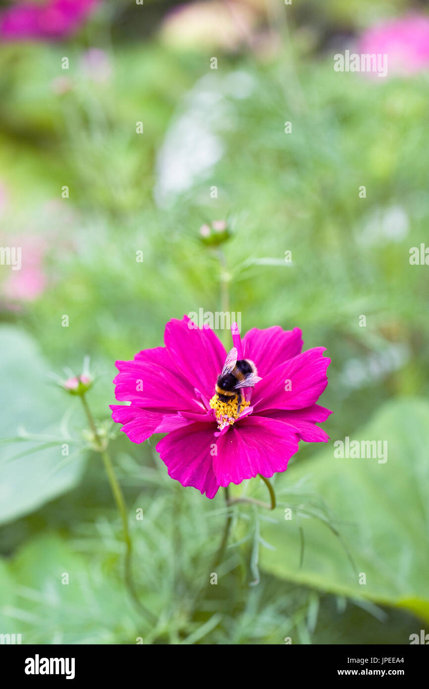 Bombus lucorum sur Cosmos bipinnatus fleur. Banque D'Images