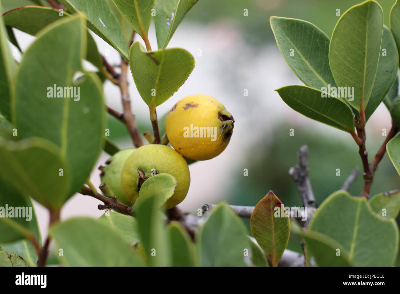 Cattley jaune, jaune de goyave goyave fraise, cerise jaune citron, goyave goyave Psidium cattleianum,le mûrissement Banque D'Images