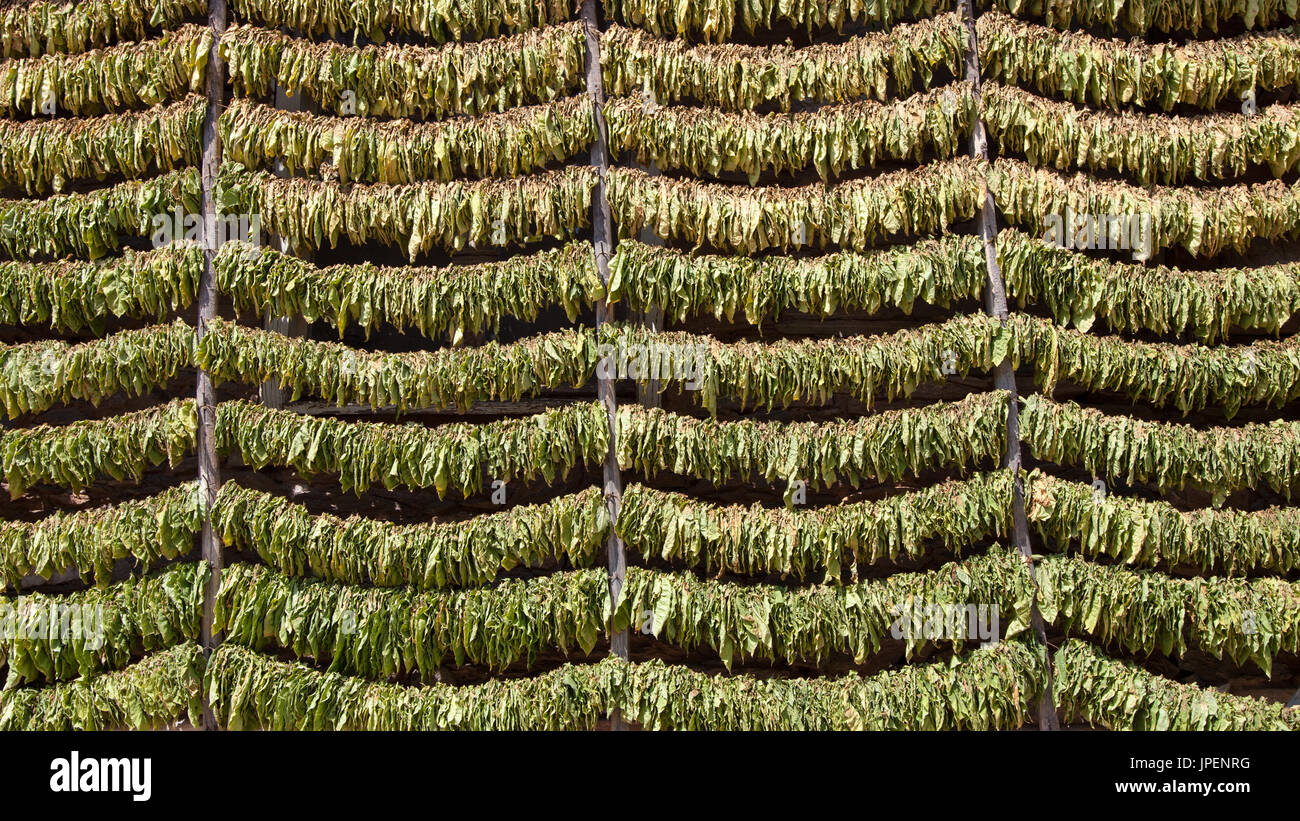 Beaucoup de feuilles de tabac empilés sur des cordes pour le séchage avant la transformation. Banque D'Images