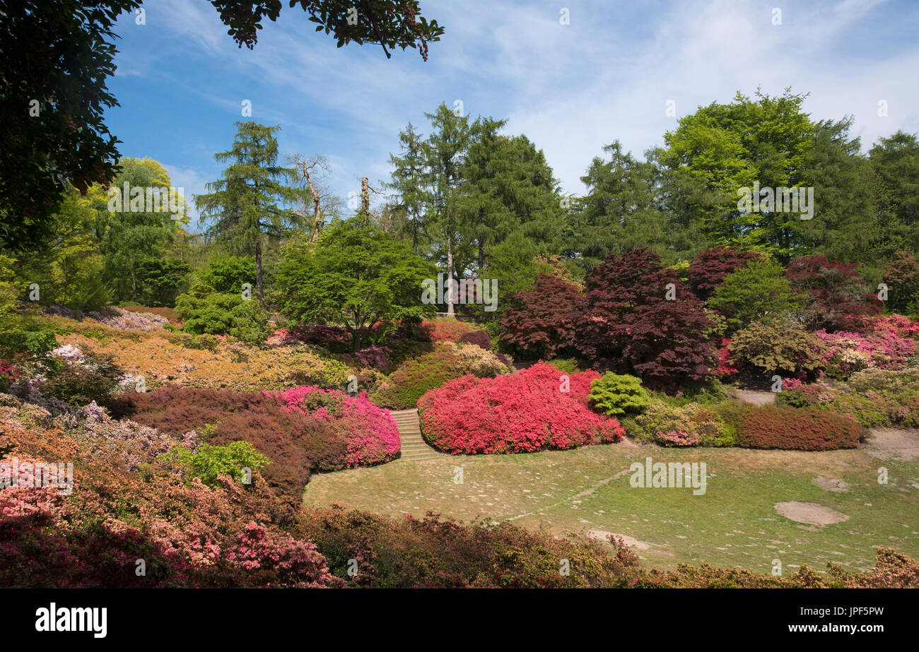 Arbres et plantes colorées à Virginia Water, dans la région de Windsor Great Park dans le Surrey, en Angleterre. Banque D'Images
